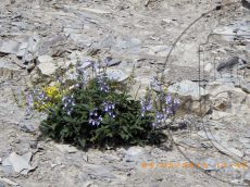 Salvia-ringens_растение